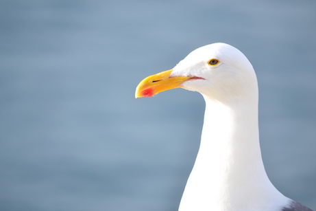 Bird 1